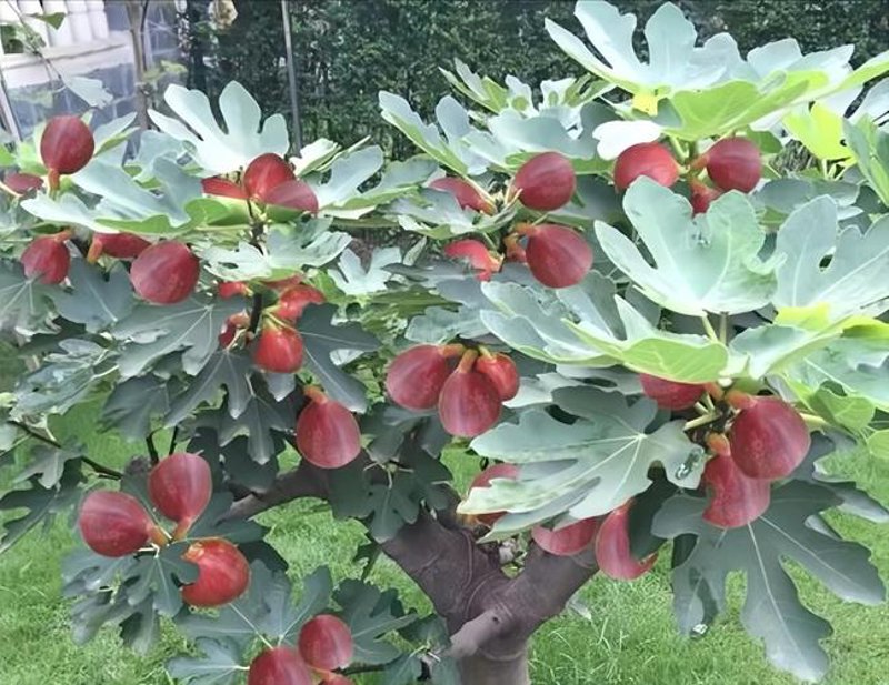 探寻新疆的美食宝藏:新疆特产大揭秘